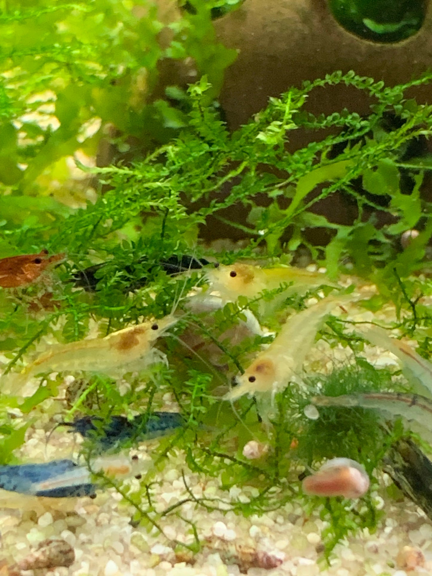 Lot De 10 Crevettes Neocaridina Déclassées