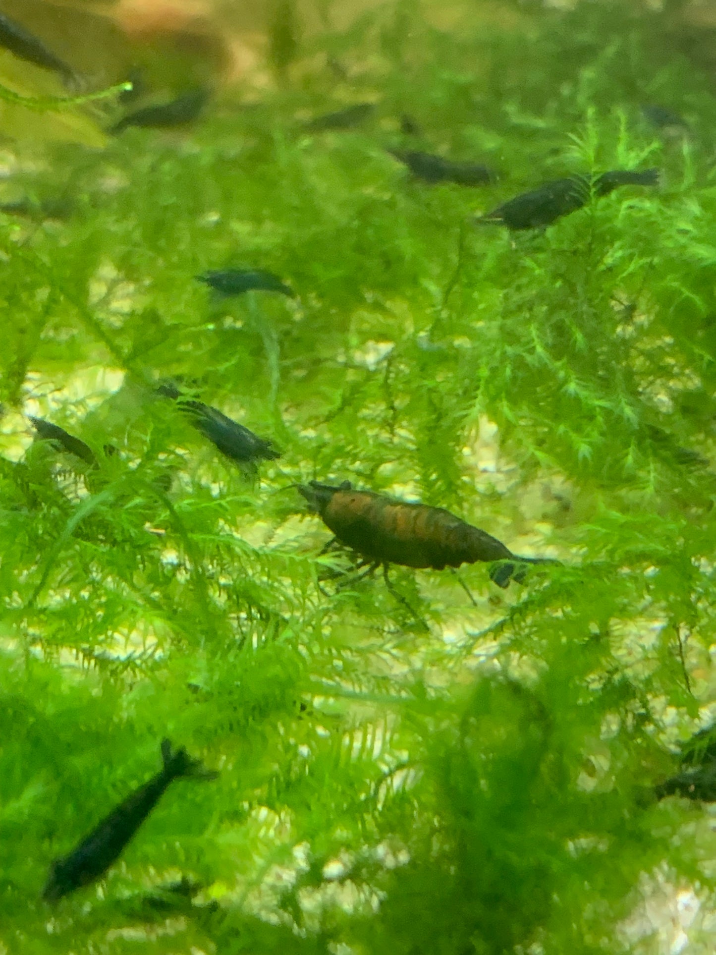 Lot De 10 Crevettes Neocaridina Super Green jade
