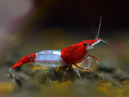 Crevette Neocaridina Red Rili