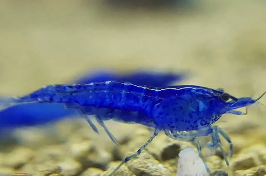 Crevette Neocaridina Blue Velvet