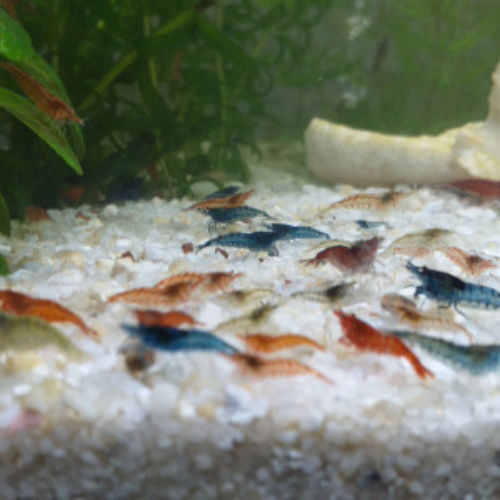 Lot De 10 Crevettes Neocaridina Déclassées