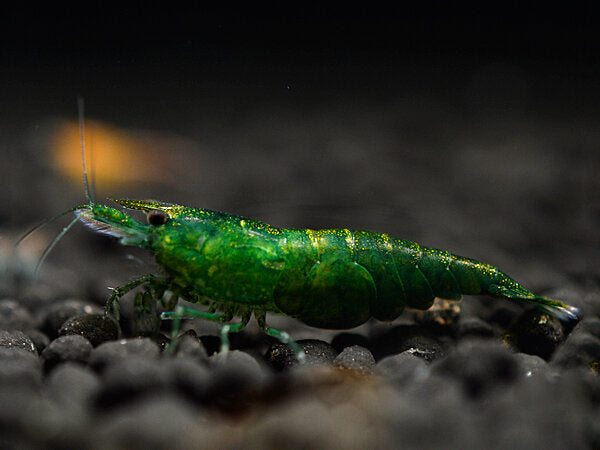 Lot De 10 Crevettes Neocaridina Super Green jade