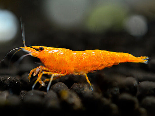 Crevette Neocaridina Orange