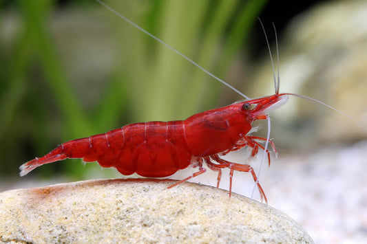 Crevette Neocaridina Red Sakura