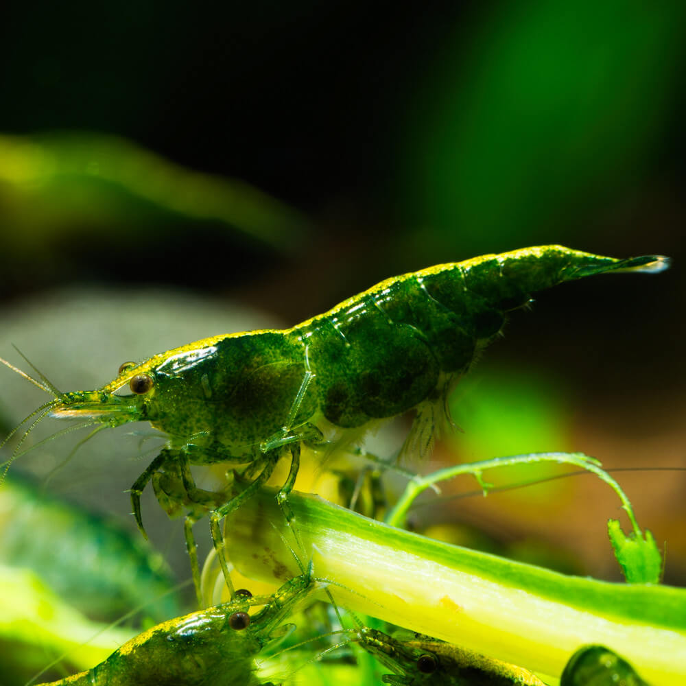 Lot De 10 Crevettes Neocaridina Super Green jade