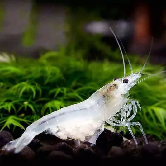 Crevette Neocaridina White Pearl